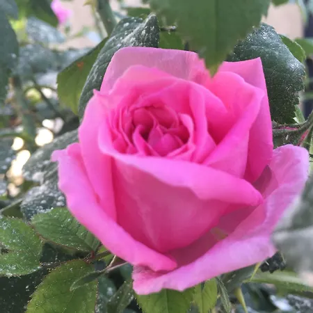 Gasthuis Denis 1930 Traditional Family In Old Town Homemade Breakfast Gjirokastër